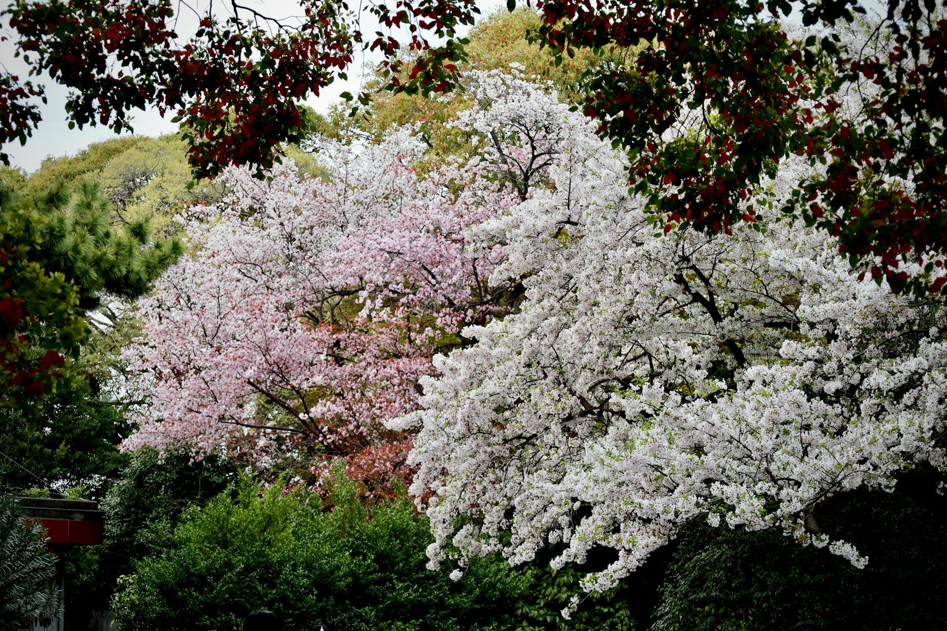 Shinjuku Gyoen cherry blossom garden Tokyo