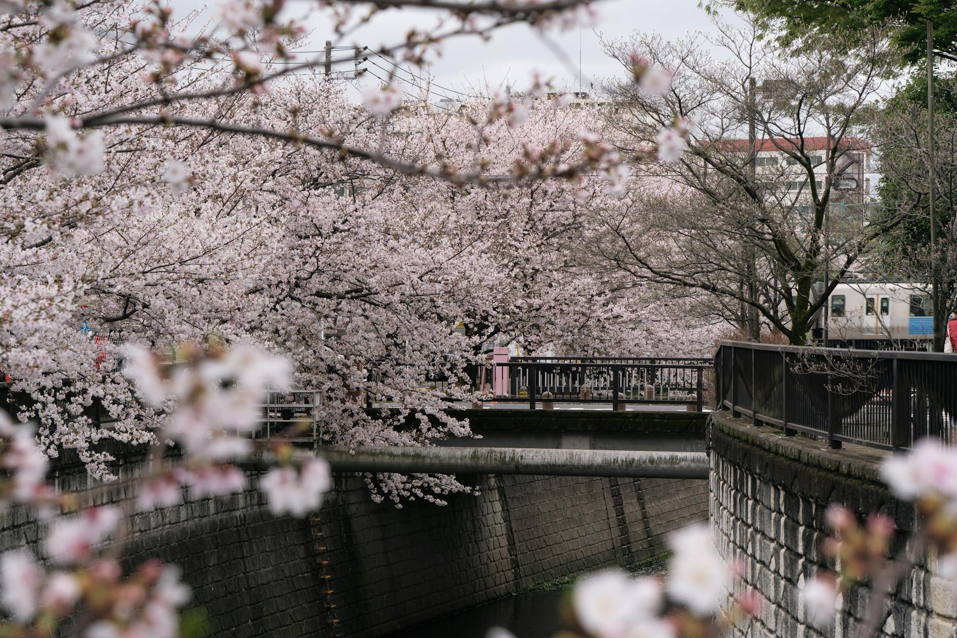 tokyo-cherry-blossom-season