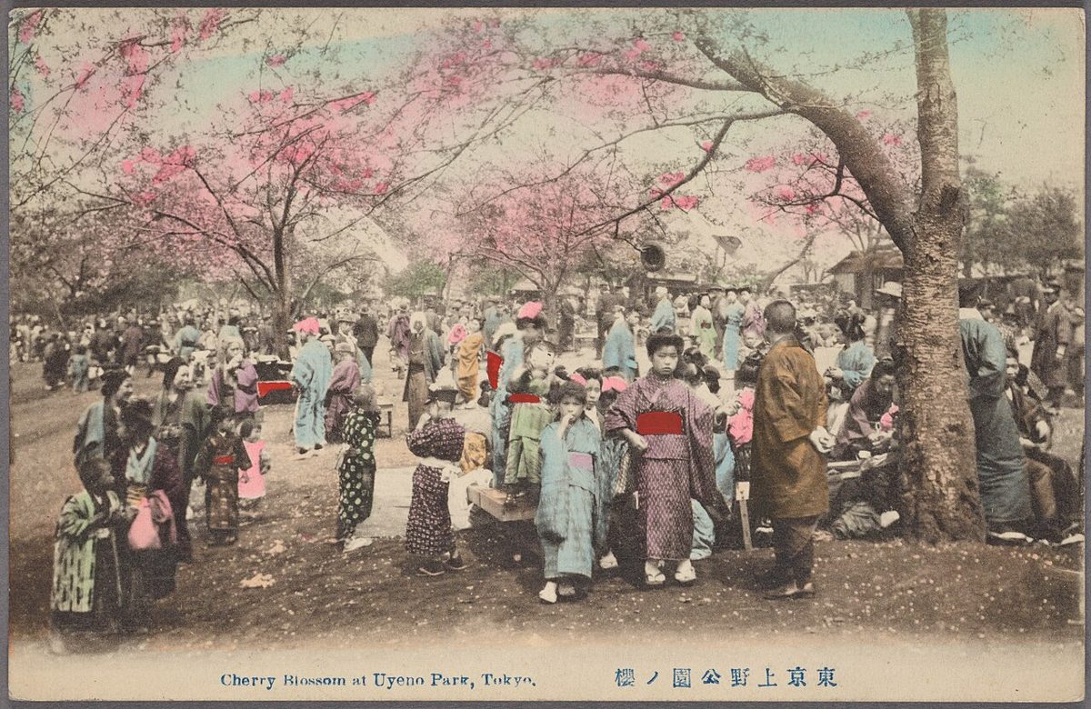 Cherry blossom along a path in Ueno Park