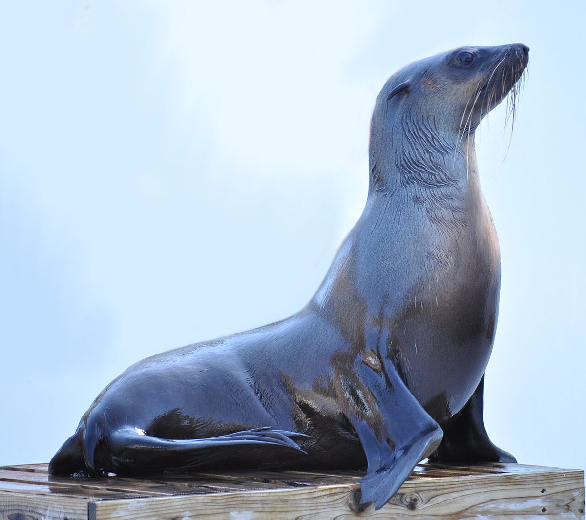 Animals and rides at Tobu Zoo in Saitama