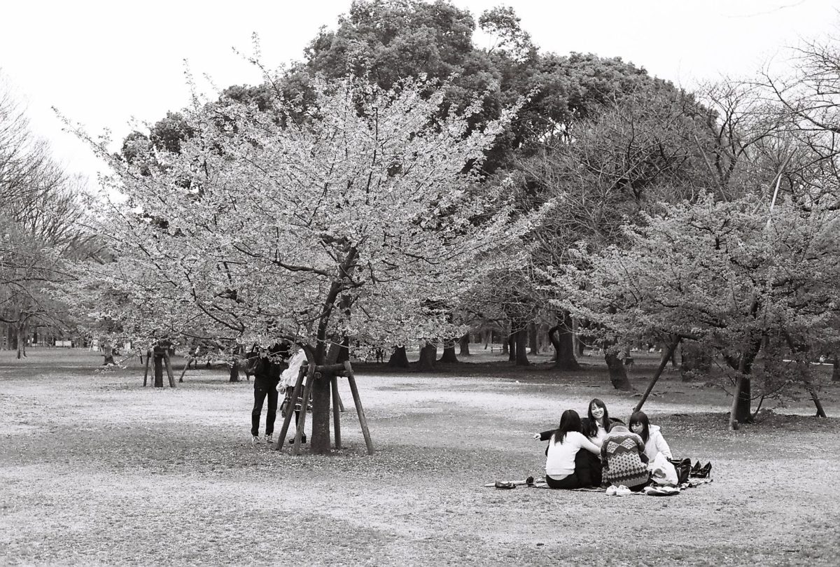People enjoying a hanami picnic under cherry blossoms
