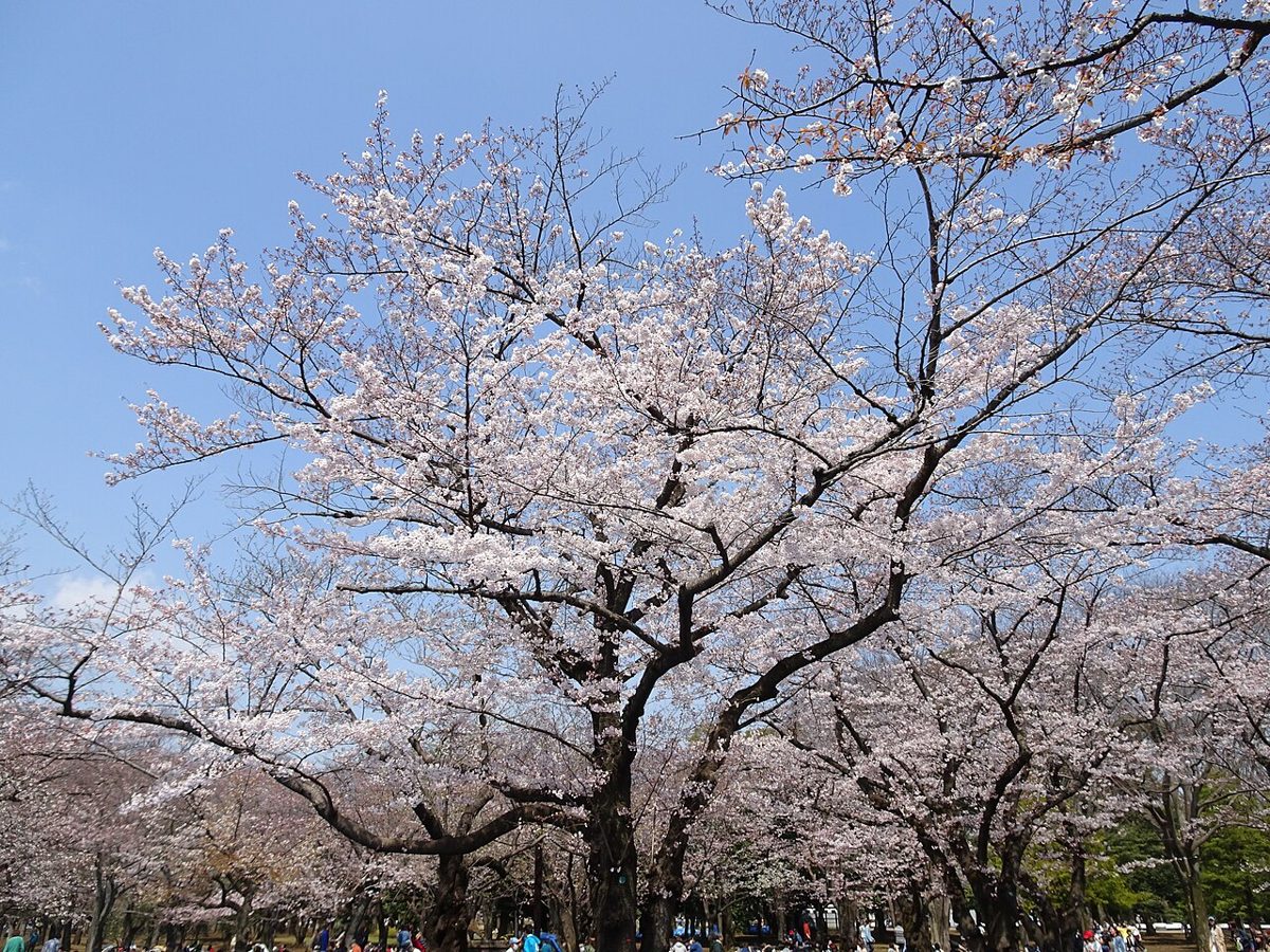 Open lawns and trees in Yoyogi Park beside Harajuku and Meiji Shrine