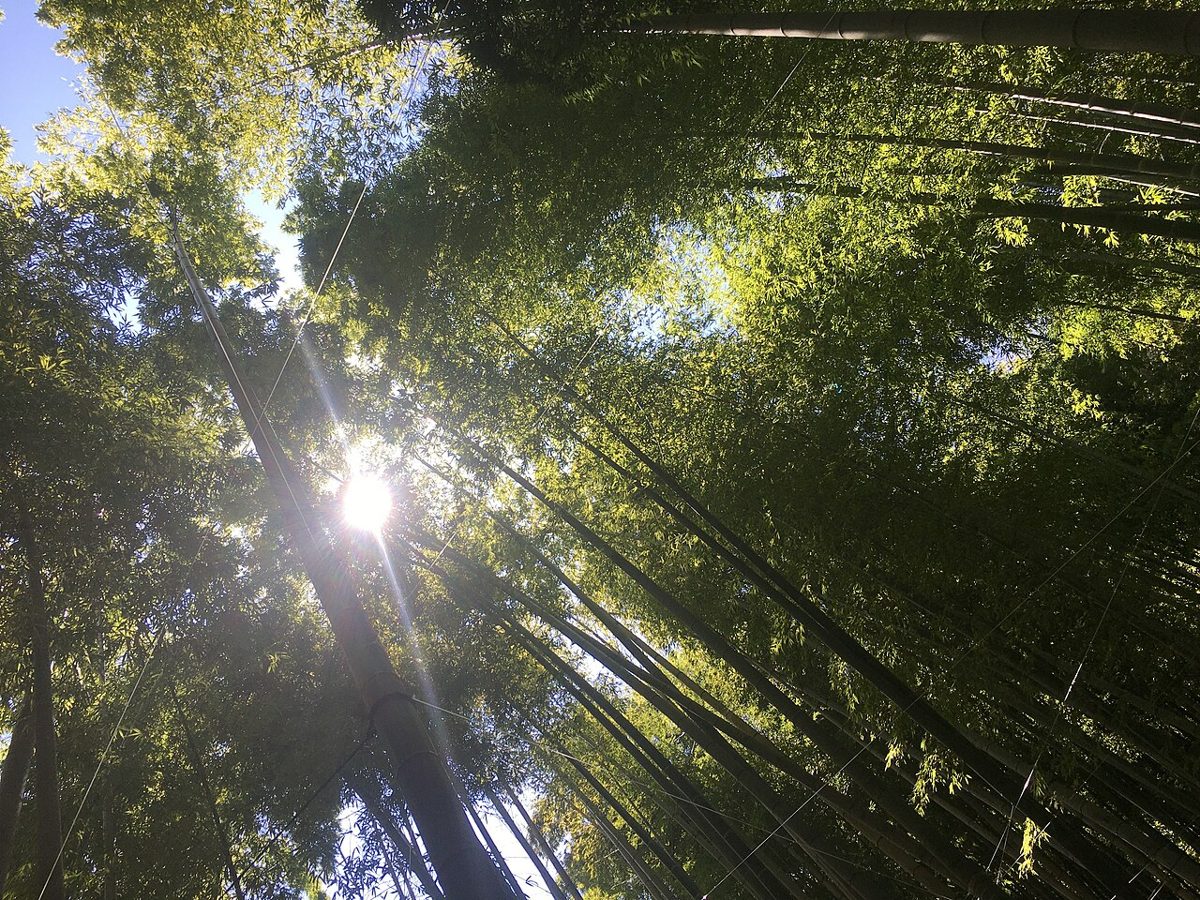 The bamboo grove at Hokoku-ji temple in Kamakura
