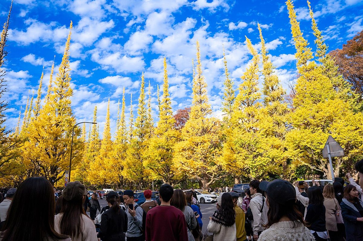 Golden ginkgo trees lining the avenue at Meiji Jingu Gaien