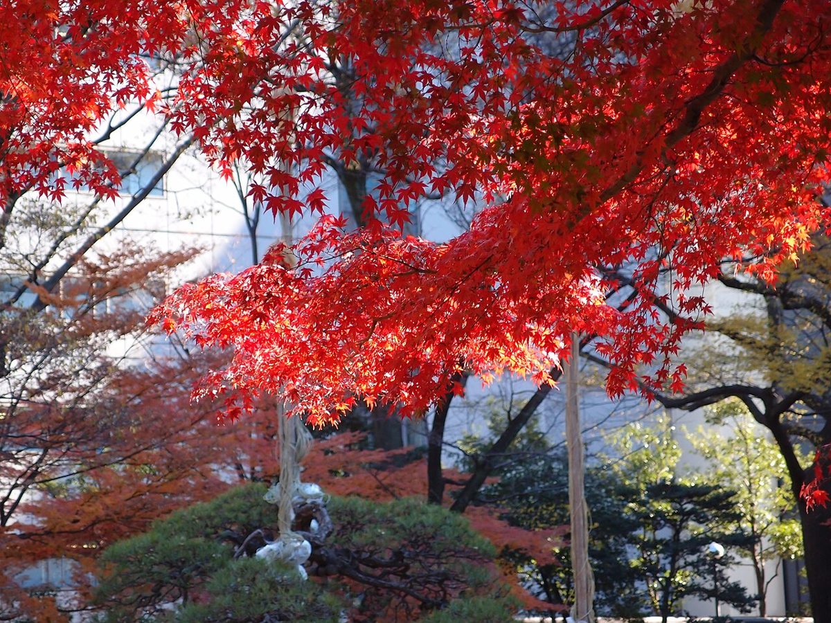 Autumn colour around the pond at Koishikawa Korakuen