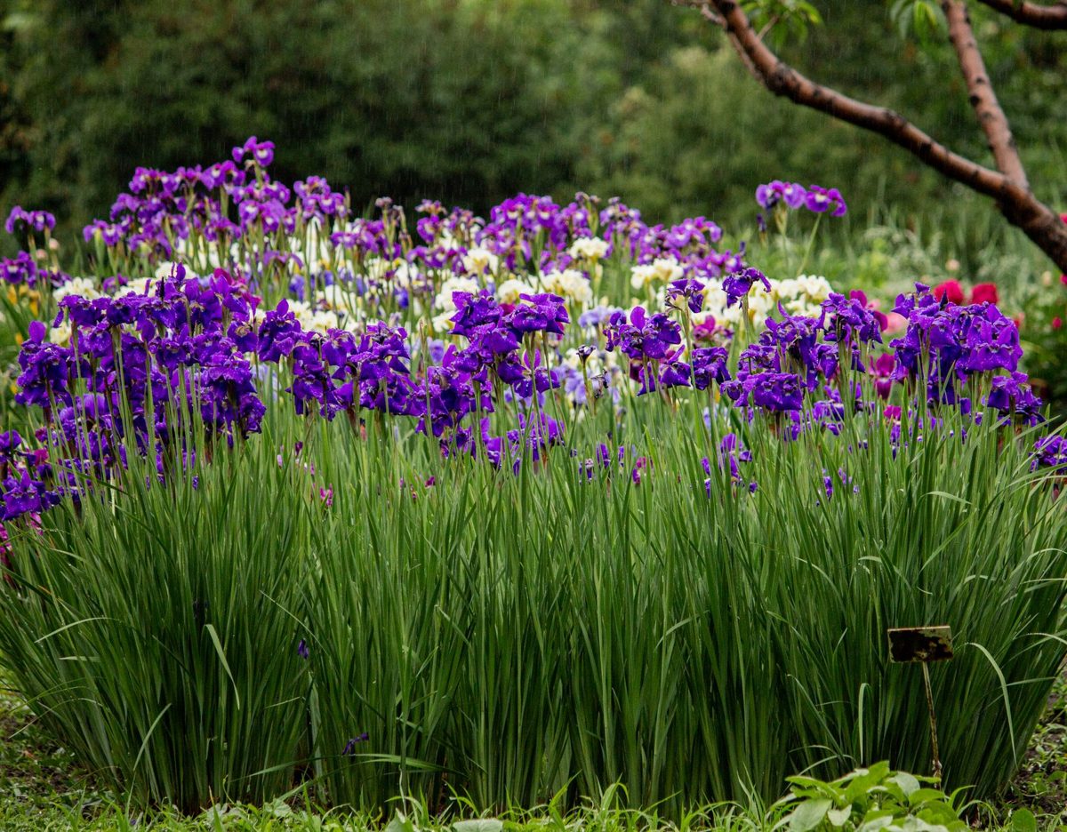 Purple irises in full June bloom in a traditional Japanese garden
