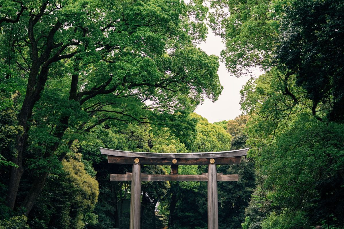 Wooden torii gate on the forest approach to Meiji Jingu