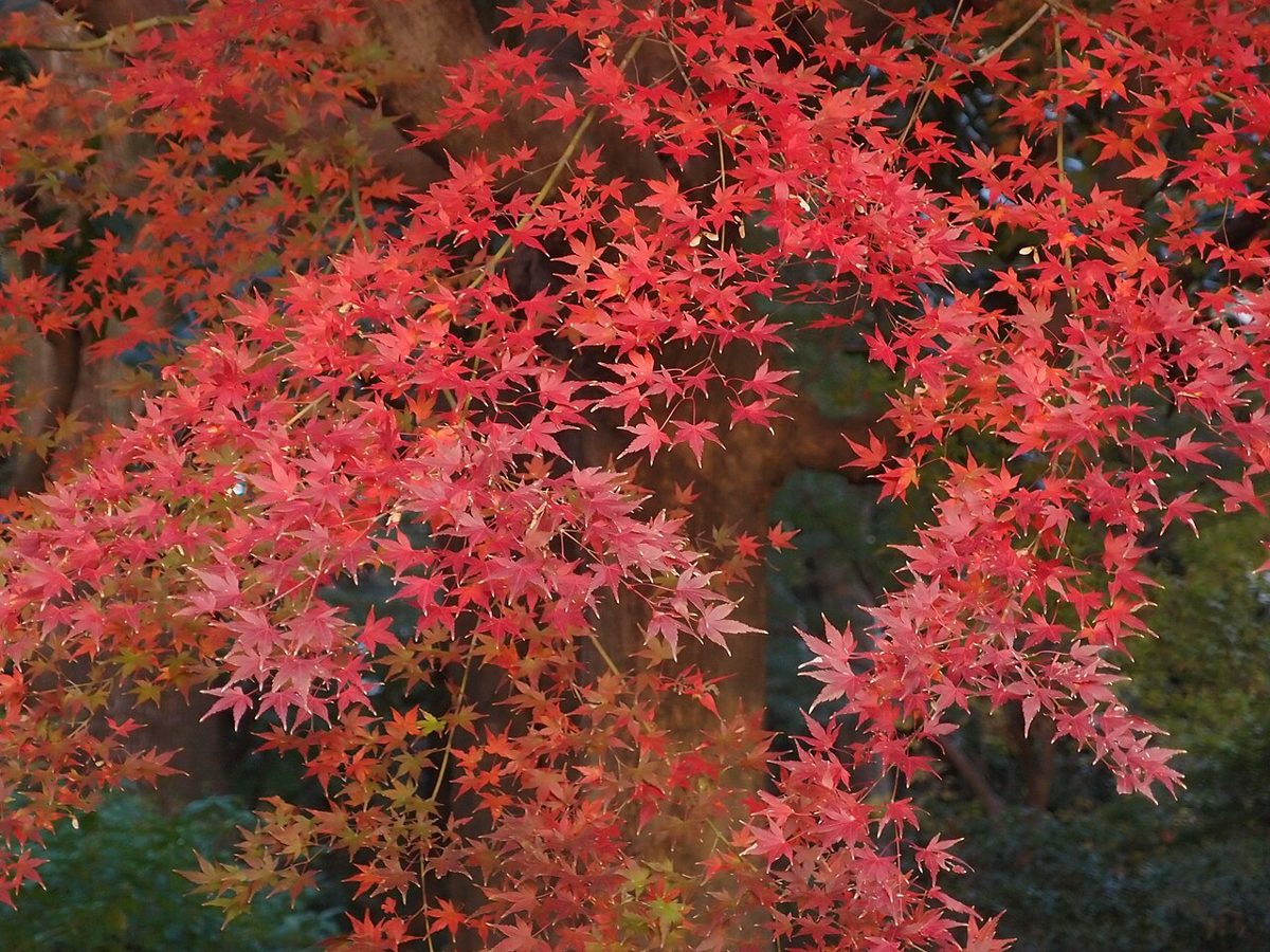 Autumn maple leaves reflected in the pond at Rikugien garden