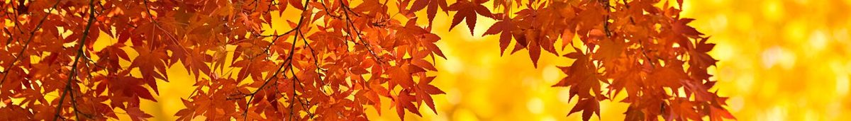 Autumn leaves in a Tokyo park
