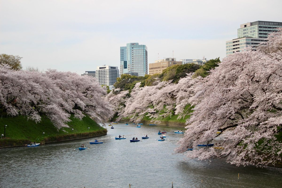 Cherry blossoms in full bloom along a Tokyo park path