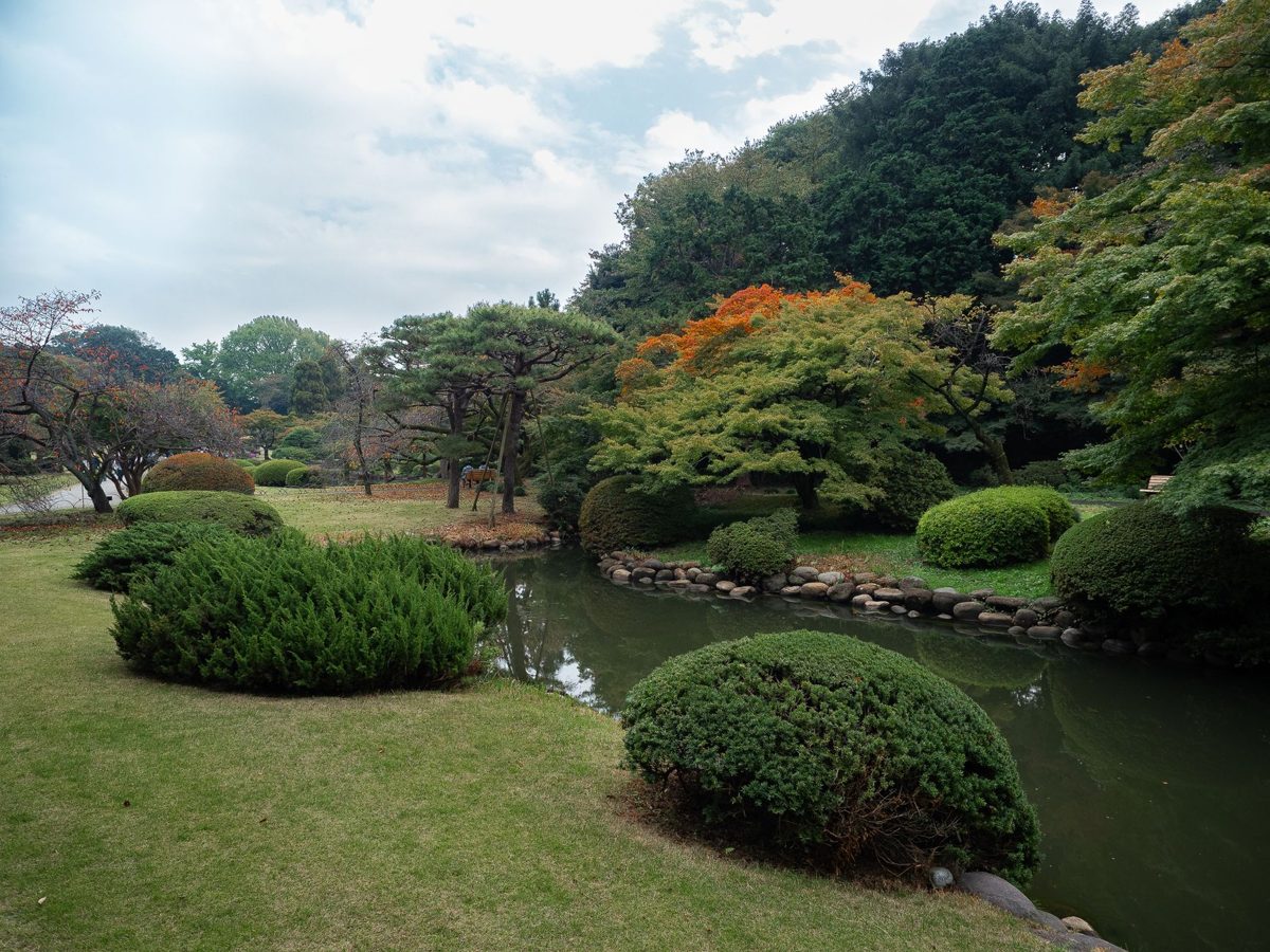 A traditional Tokyo garden with a pond and autumn colour