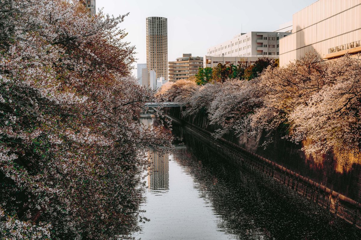 Cherry blossoms lining the Meguro River in Tokyo