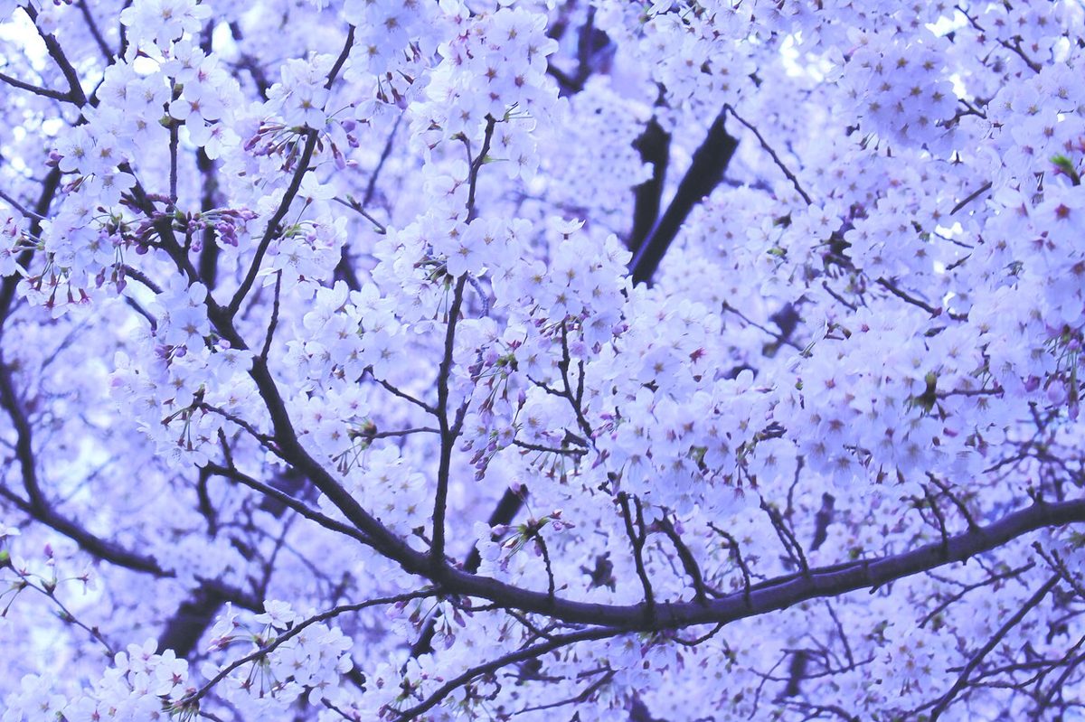 Cherry blossoms in bloom in Tokyo in spring