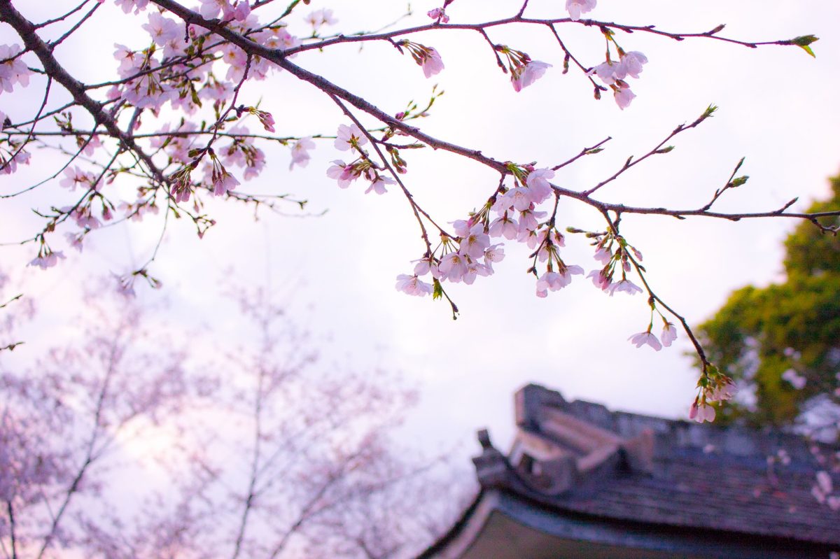 Cherry blossoms framing a traditional temple roof in Tokyo