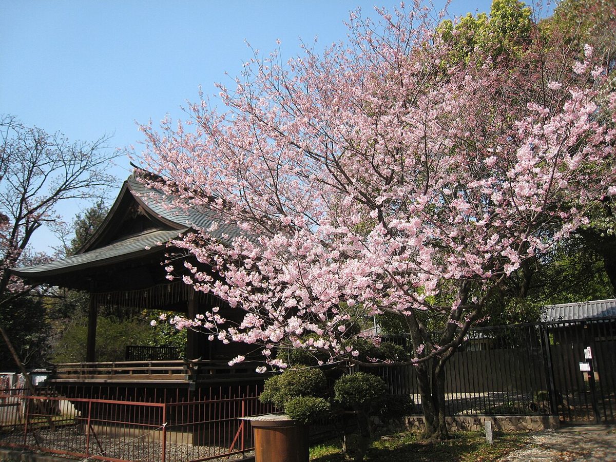 Tree-lined path through Ueno Park in Tokyo