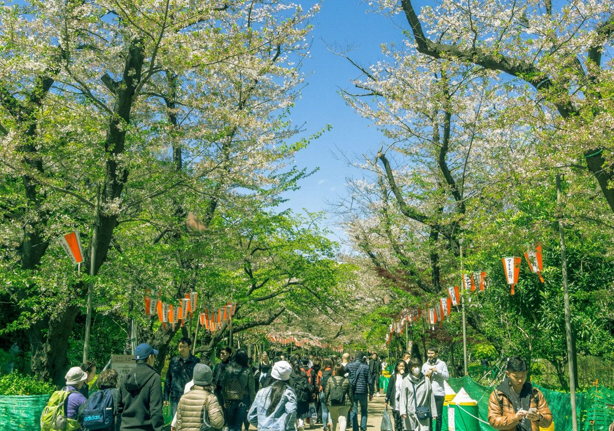 A cherry-blossom lined path through Ueno Park