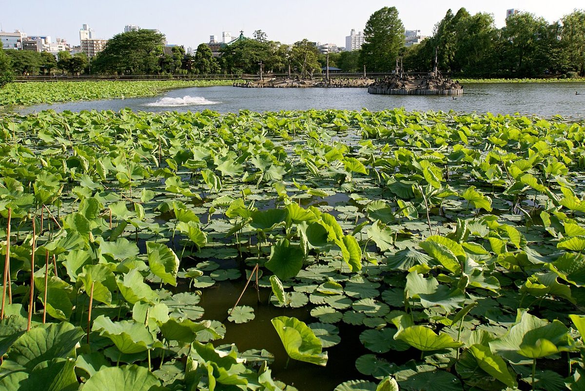 Shinobazu Pond in Ueno Park covered in lotus leaves with the city behind