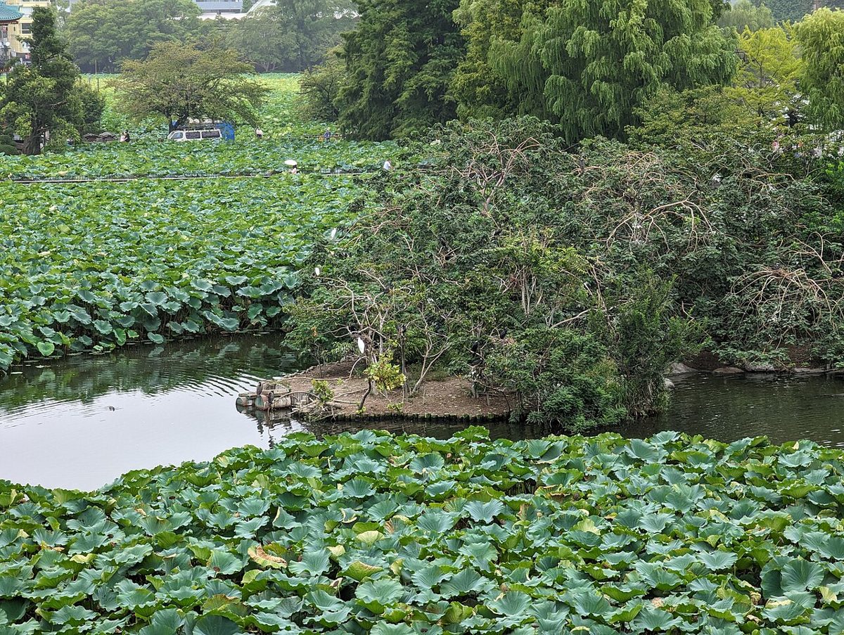The entrance and grounds of Ueno Zoo in Tokyo