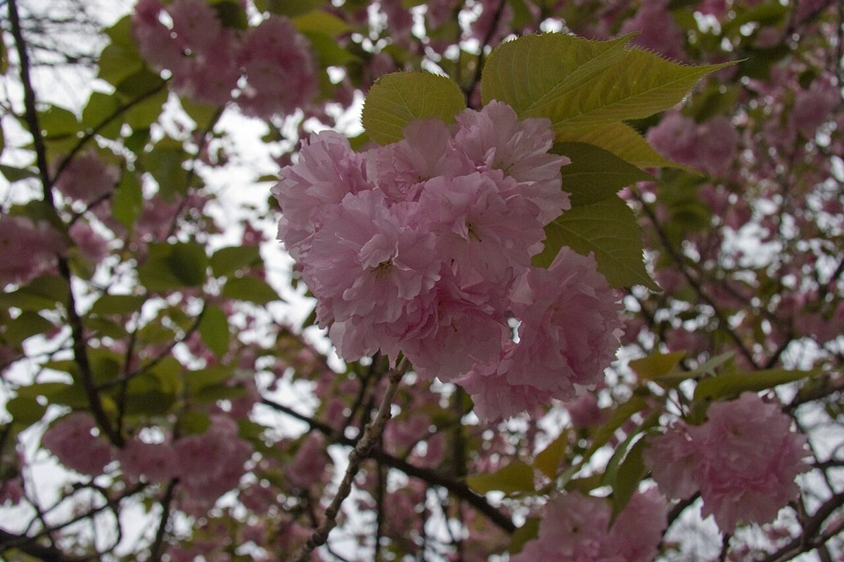 Cherry blossoms in Ueno Park near Ueno Station