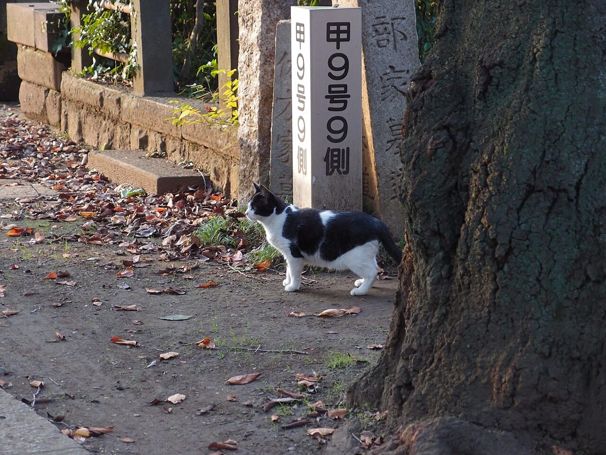 A cat in the Yanaka neighborhood of Tokyo, known as cat town