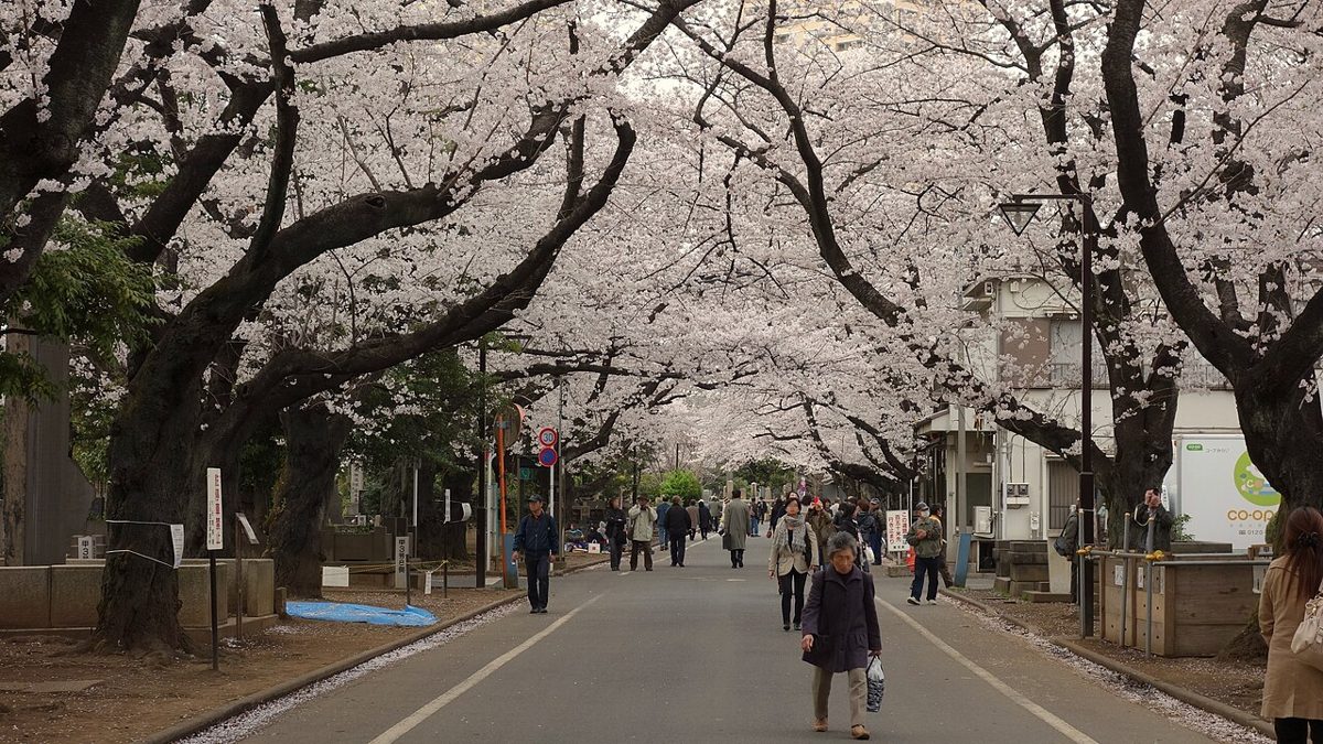 Tree-lined paths through historic Yanaka Cemetery in Tokyo