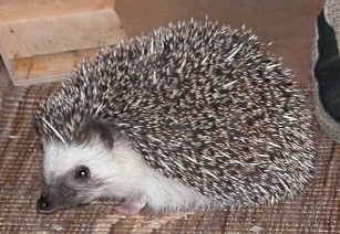An African pygmy hedgehog with pale spines resting on a woven mat