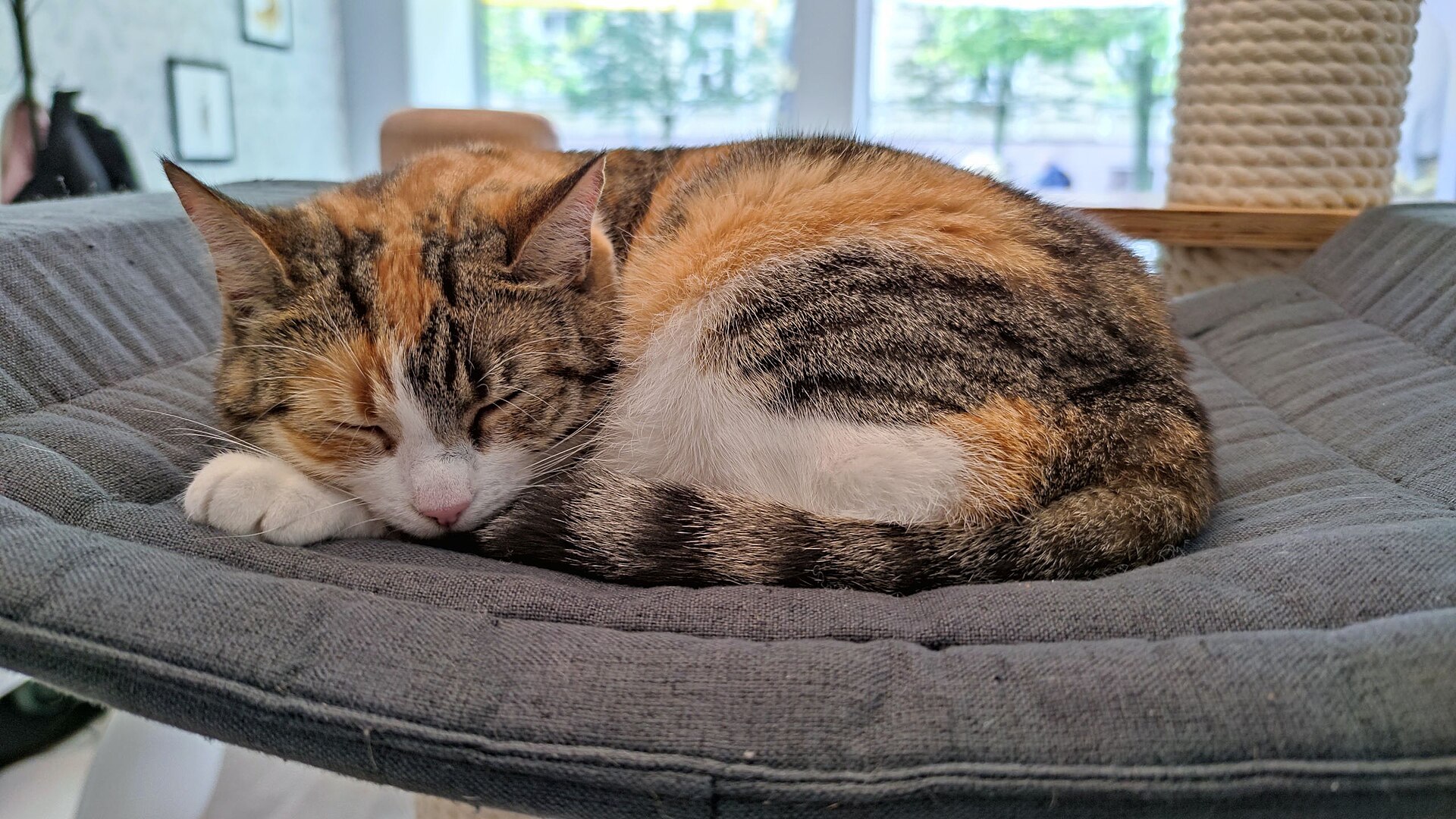 A calico cat curled up asleep on a grey cushioned cat bed by a window