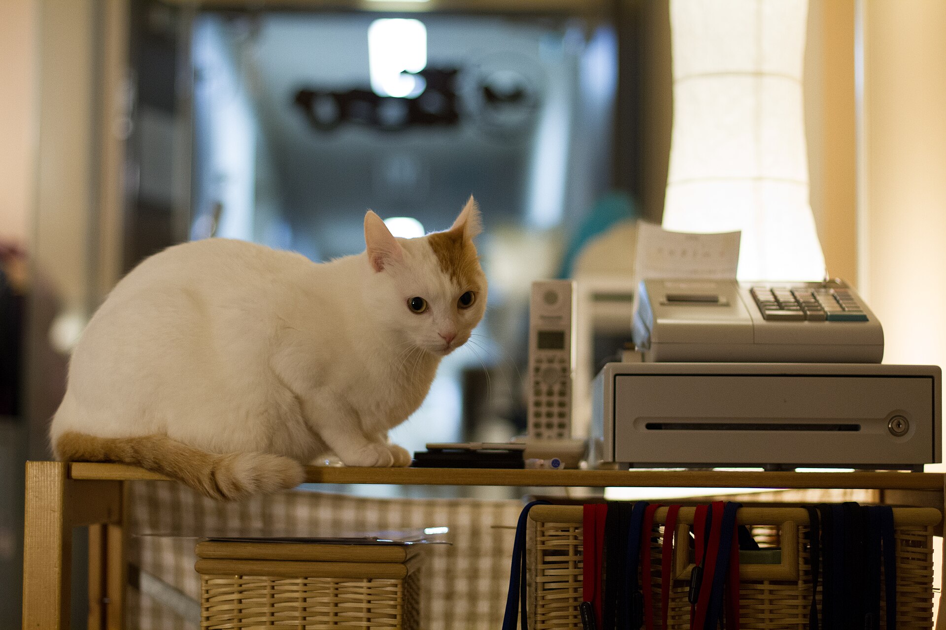 A white cat with ginger patches sitting on a shelf beside the till at a cat cafe