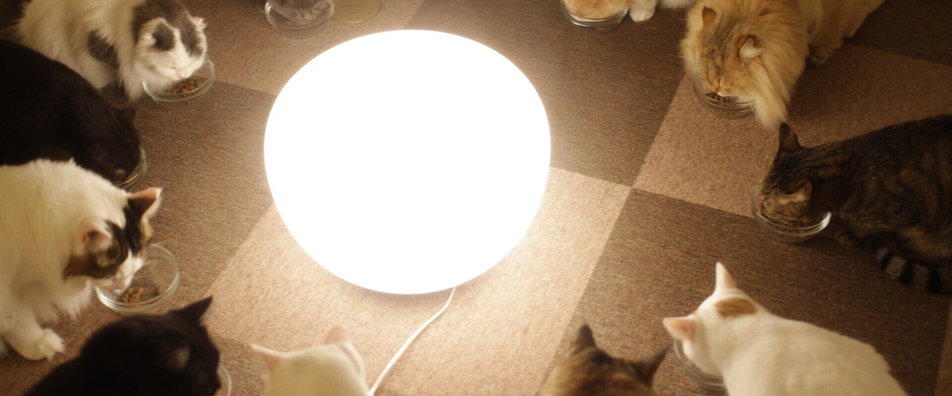 A dozen cats sitting in a circle around a glowing floor lamp in a Tokyo cat cafe