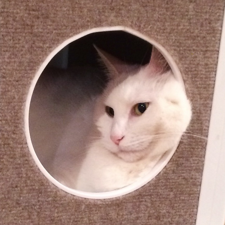 A white fluffy cat looking out from a round hole in a raised wooden cat box