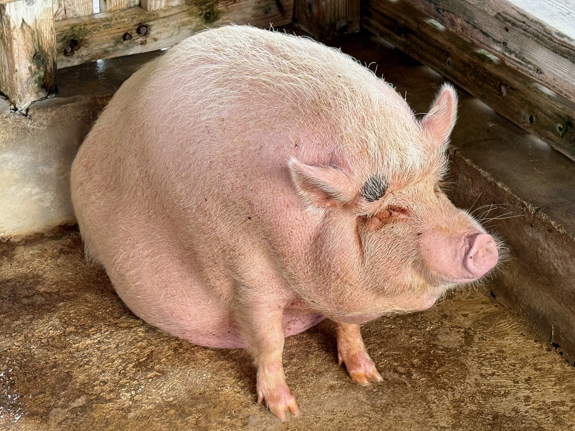 A large pink miniature pig lying in straw in an indoor pen