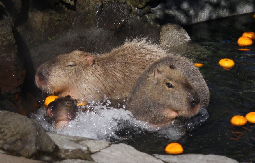 Capybaras bathing in a steaming outdoor pool with floating yuzu citrus fruits