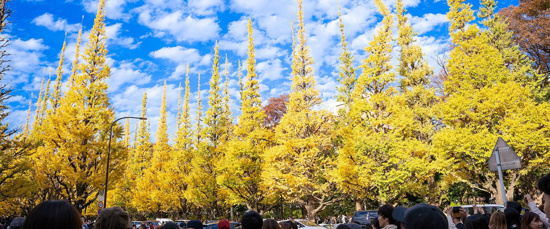 Crowds beneath the golden ginkgo trees of the Icho Namiki avenue at Meiji Jingu Gaien