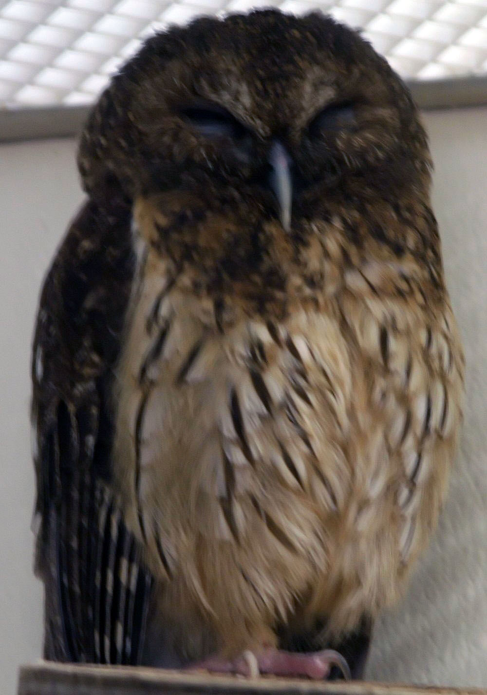 A brown mottled owl with its eyes closed, asleep on a perch indoors