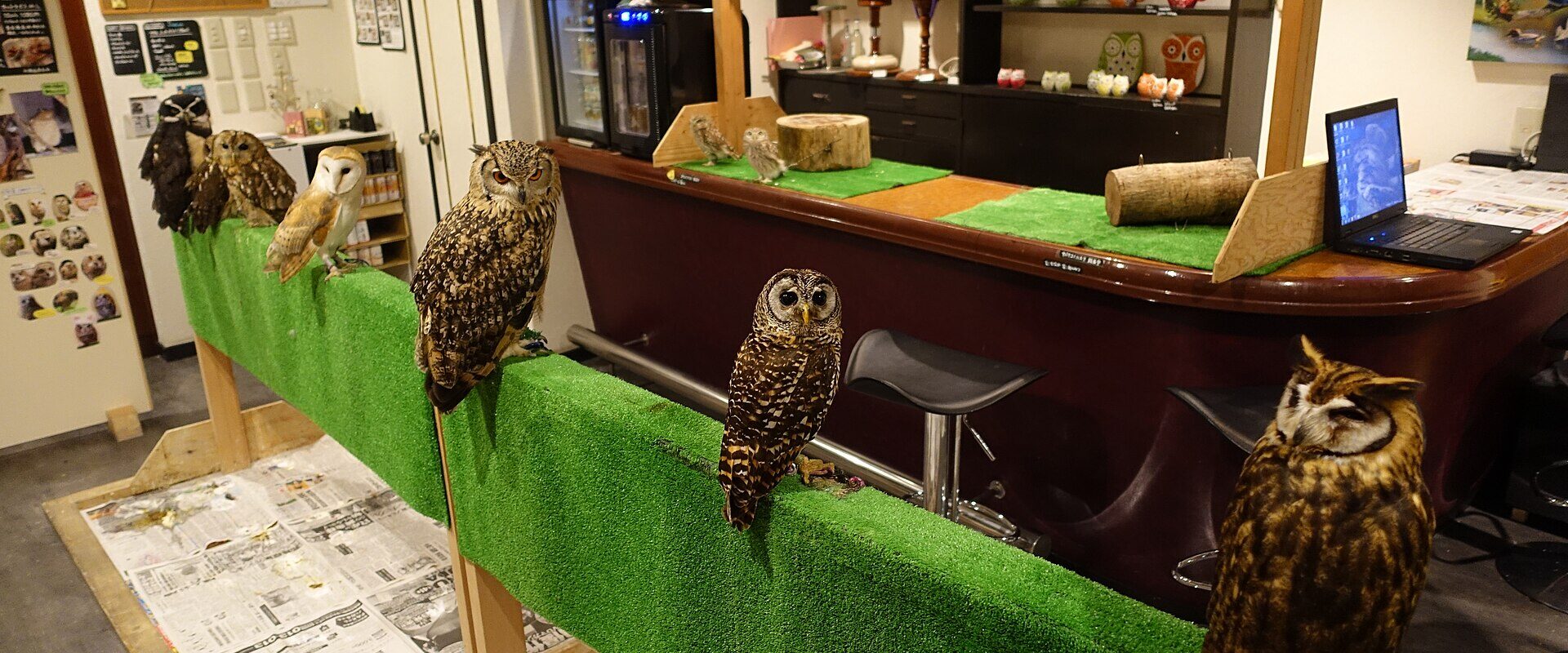 Several owls standing on a low green perch rail in front of a cafe counter