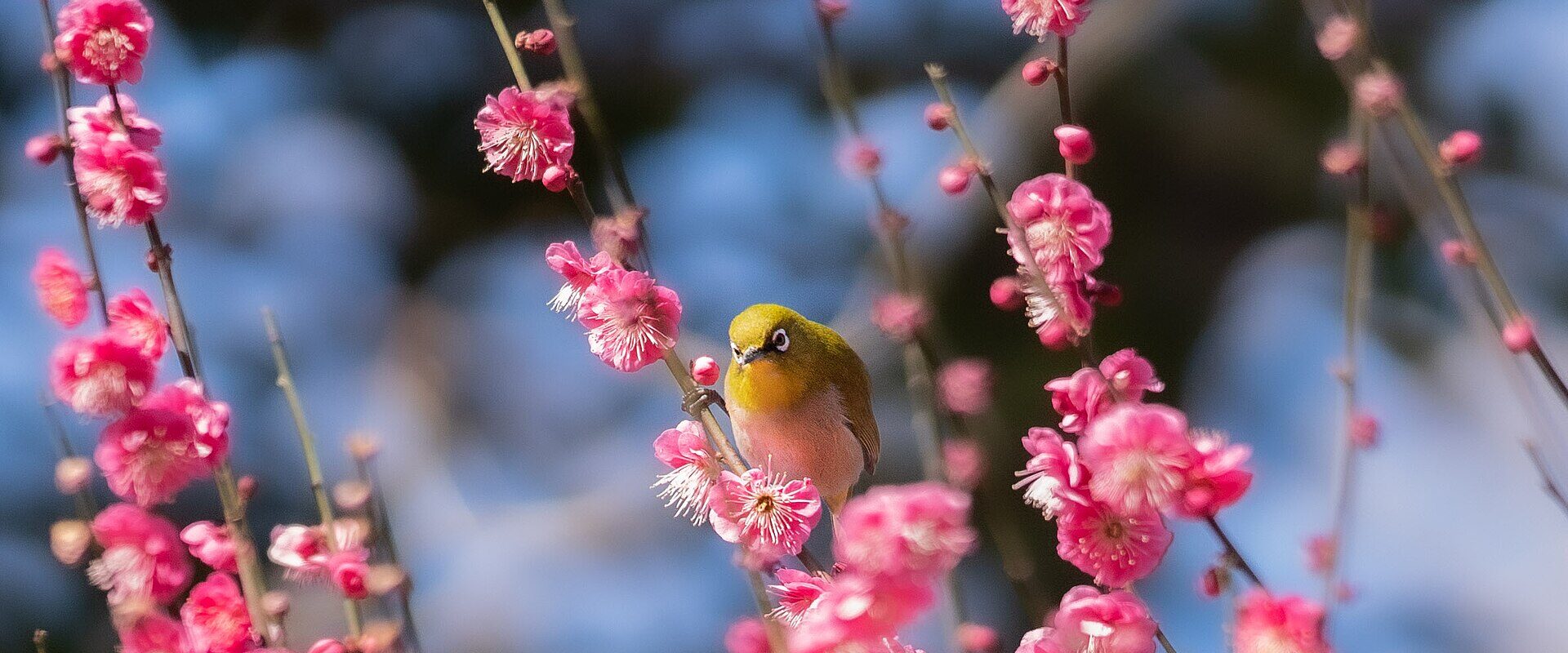 A green mejiro bird perched among bright pink plum blossom at the Imperial Palace East Gardens